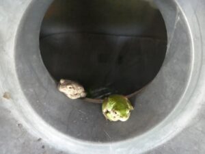ゴミ箱のカエル