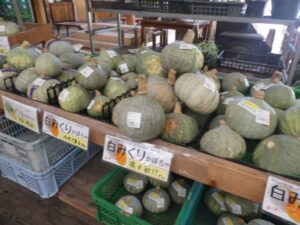 白みくりカボチャ