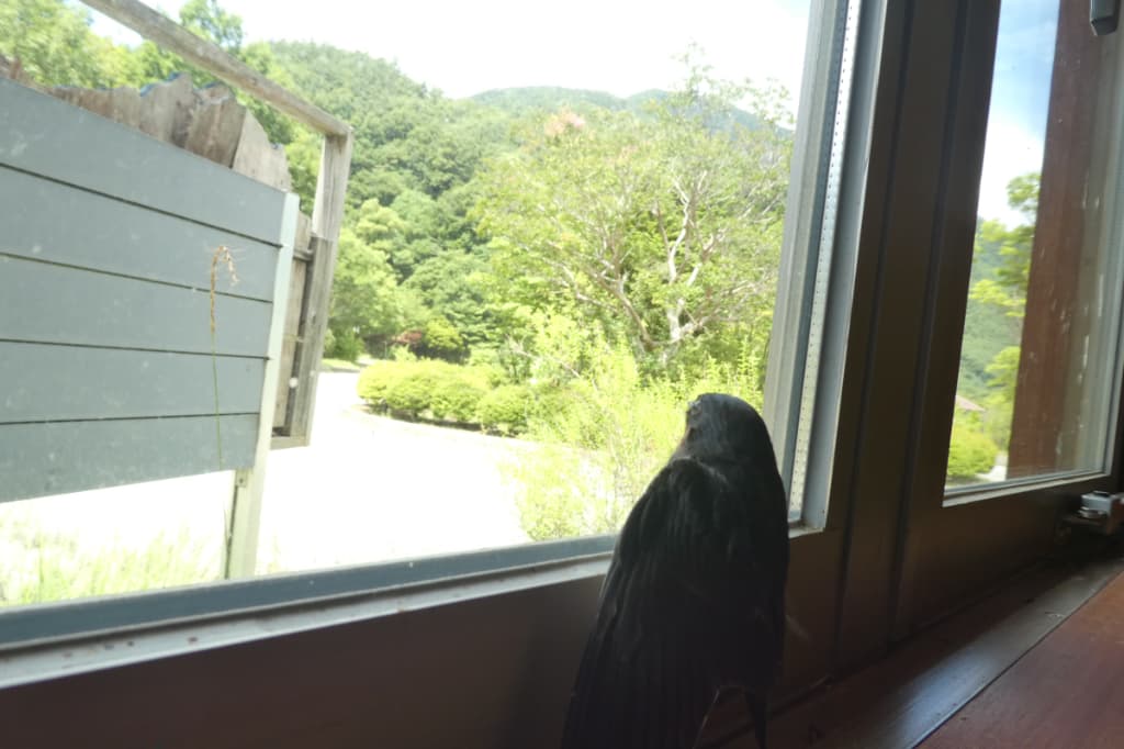 鳥
